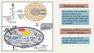 Generation of ROS (reactive
oxidative species)
Heavy metals cause membrane
damage through various
mechanisms, including oxidation
of cross linking with protein and
cause change in the composition
of membrane.
Membrane damage
The most important ROS like
peroxide and hydroxyl radical highly
unstable and reactive.
 