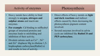 Activity of enzymes
• Heavy metals have ability to bind
strongly to oxygen, nitrogen and
sulphur atoms and inactivate
enzymes.
• For example: Cd binding to sulfhydryl
groups of structural proteins and
enzymes leads to misfolding and
inhibition of their activity.
• Divalent cations such as Co2+ , Ni2+
and Zn2+ displaces Mg in ribulose 1,5-
bisphosphate carboxylase(RubisCo)
and results in loss of activity.
• Direct effects of heavy metals on light
and dark reactions and indirect
effects caused by them decreasing the
photosynthesis pigment content
involved.
• Several enzymes involved in calvin
cycle are inhibited like RubisCO and
PEP carboxylase.
Photosynthesis
 