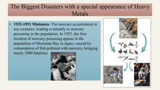 The Biggest Disasters with a special appearance of Heavy
Metals
• 1932-1952 Minimata- The mercury accumulated in
sea creatures, leading eventually to mercury
poisoning in the population. In 1952, the first
incident of mercury poisoning appear in the
population of Minimata Bay in Japan, caused by
consumption of fish polluted with mercury, bringing
nearly 1000 fatalities.
 