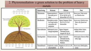 2. Phytoremediation- a green solution to the problem of heavy
metals
 