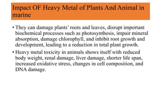 Impact OF Heavy Metal of Plants And Animal in
marine
• They can damage plants’ roots and leaves, disrupt important
biochemical processes such as photosynthesis, impair mineral
absorption, damage chlorophyll, and inhibit root growth and
development, leading to a reduction in total plant growth.
• Heavy metal toxicity in animals shows itself with reduced
body weight, renal damage, liver damage, shorter life span,
increased oxidative stress, changes in cell composition, and
DNA damage.
 