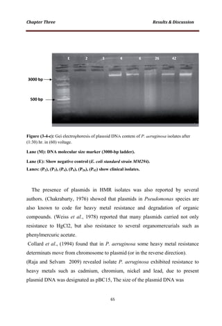 Figure (3-4-c): Gel electropho
(1:30) hr. in (60) voltage.
Lane (M): DNA molecular si
Lane (E): Show negative con
Lanes: (P2), (P3), (P4), (P6), (P
The presence of plasm
authors. (Chakrabarty, 19
also known to code for
compounds. (Weiss et al
resistance to HgCl2, but
phenylmercuric acetate.
Collard et al., (1994) fou
determinats move from ch
(Raja and Selvam 2009)
heavy metals such as c
plasmid DNA was designa
oresis of plasmid DNA content of P. aerugino
ize marker (3000-bp ladder).
ntrol (E. coli standard strain MM294).
P26), (P42) show clinical isolates.
mids in HMR isolates was also rep
976) showed that plasmids in Pseudom
r heavy metal resistance and degrad
l., 1978) reported that many plasmids
t also resistance to several organom
und that in P. aeruginosa some heavy
hromosome to plasmid (or in the revers
) revealed isolate P. aeruginosa exhib
cadmium, chromium, nickel and lead
ated as pBC15, The size of the plasmid
osa isolates after
ported by several
monas species are
dation of organic
s carried not only
mercurials such as
y metal resistance
se direction).
bited resistance to
d, due to present
d DNA was
 