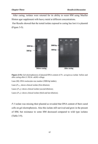 After curing, isolates were retested for its ability to resist HM using Mueller
Hinton agar supplement with heavy metal at different concentrations.
Our Results showed that the tested isolate exposed to curing has lost it is plasmid
(Figure 3-5).
Figure (3-5): Gel electrophoresis of plasmid DNA content of Ps. aeruginosa isolate before and
after curing after (1:30) hr. at(60) voltage.
Lane (M): DNA molecular size marker (3000-bp ladder).
Lane (P3/1): shows clinical isolate (first dilution).
Lanes (P3/2): shows clinical isolate (second dilution).
Lanes (P3/3): shows clinical isolate (third and last dilution).
P.3 isolate was missing their plasmid as revealed that DNA content of their cured
cells on gel electrophoresis. Also this isolate still survived and grow in the present
of HM, but resistance to some HM decreased compared to wild type isolates
(Table 3-9).
 