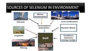 SOURCES OF SELENIUM IN ENVIRONMENT
 