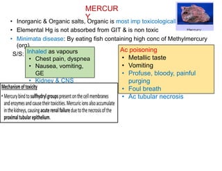 MERCUR
Y
• Inorganic & Organic salts, Organic is most imp toxicologically
• Elemental Hg is not absorbed from GIT & is non toxic
• Minimata disease: By eating fish containing high conc of Methylmercury
(org)
S/S: Inhaled as vapours
• Chest pain, dyspnea
• Nausea, vomiting,
GE
• Kidney & CNS
damage
Ac poisoning
• Metallic taste
• Vomiting
• Profuse, bloody, painful
purging
• Foul breath
• Ac tubular necrosis
 