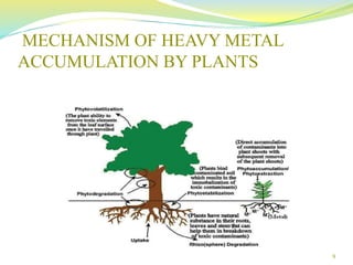 MECHANISM OF HEAVY METAL
ACCUMULATION BY PLANTS
9
 