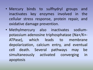 • Mercury binds to sulfhydryl groups and
inactivates key enzymes involved in the
cellular stress response, protein repair, and
oxidative damage prevention.
• Methylmercury also inactivates sodium-
potassium adenosine triphosphatase (Na+/K+-
ATPase), which leads to membrane
depolarization, calcium entry, and eventual
cell death. Several pathways may be
simultaneously activated converging in
apoptosis
 