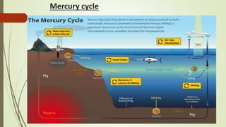 Mercury cycle
 