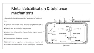 Heavy Metal Stress and its coping mecganism..pptx