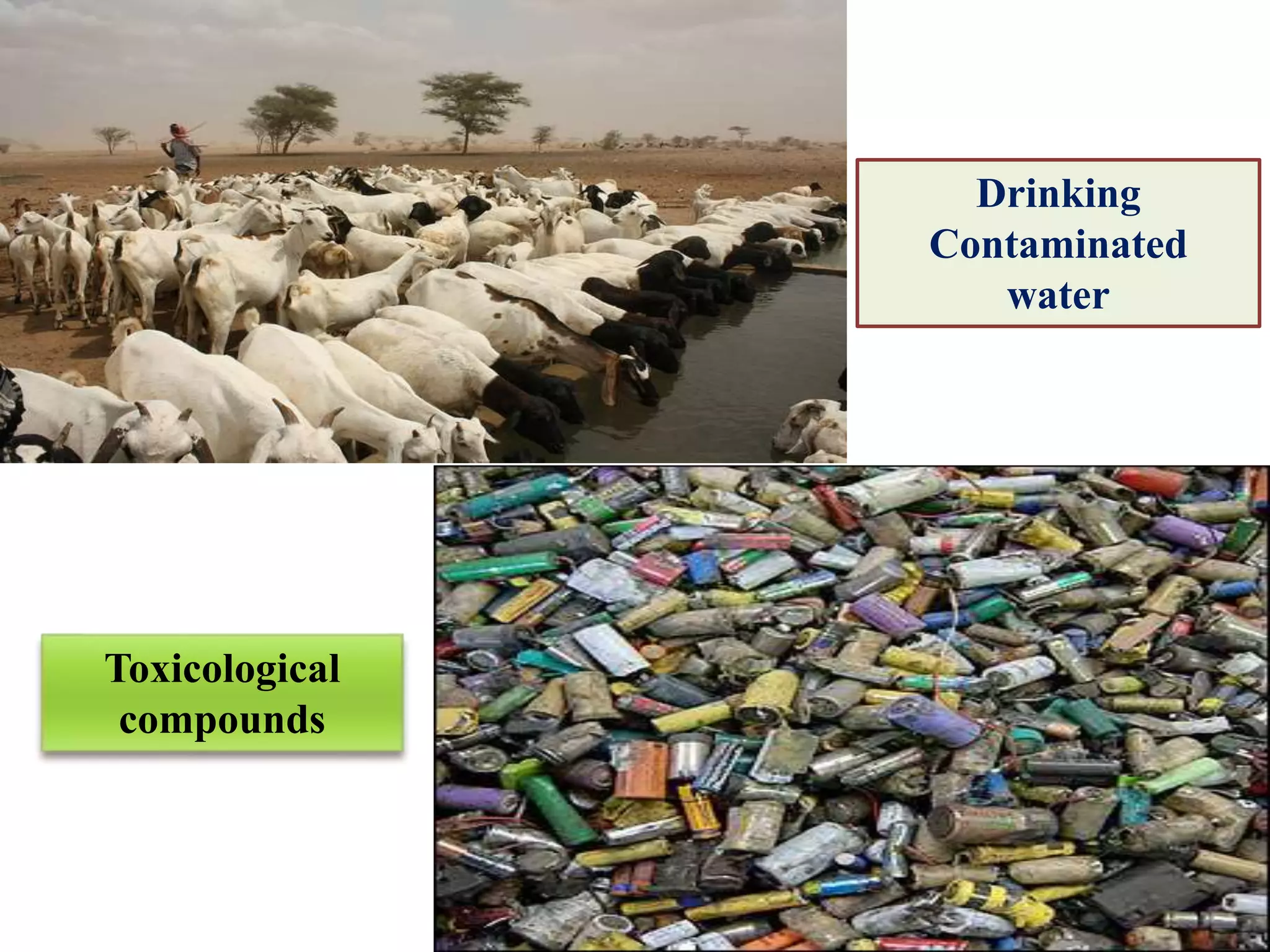 Drinking
Contaminated
water
Toxicological
compounds
 