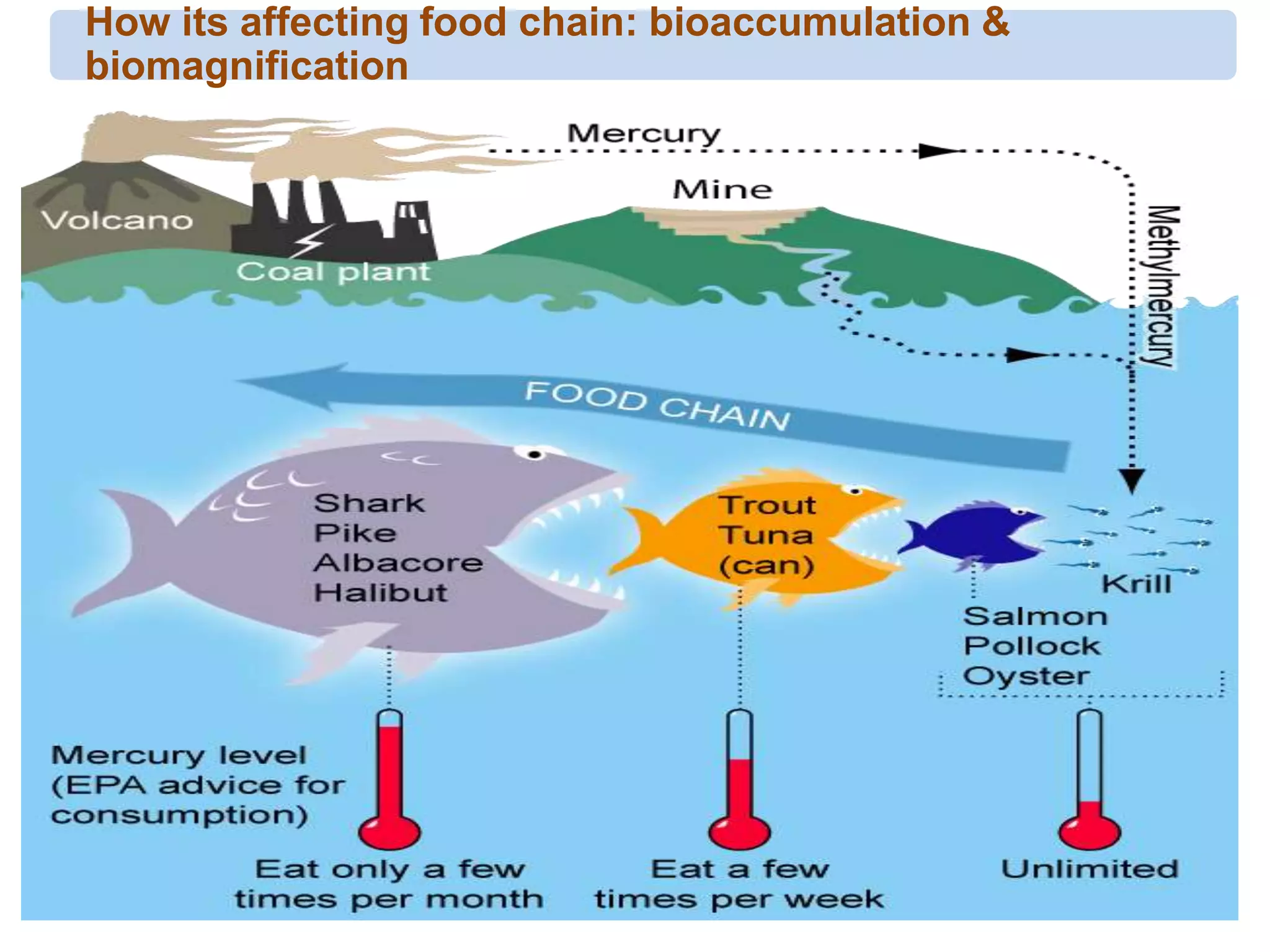 How its affecting food chain: bioaccumulation &
biomagnification
 