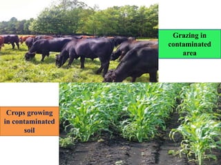 Grazing in
contaminated
area
Crops growing
in contaminated
soil
 