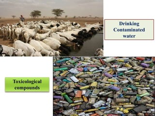 Drinking
Contaminated
water
Toxicological
compounds
 