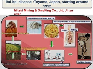 Itai-itai disease :Toyama, Japan, starting around
1912
Mitsui Mining & Smelting Co., Ltd, Jinzu
river
 