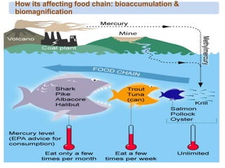 How its affecting food chain: bioaccumulation &
biomagnification
 