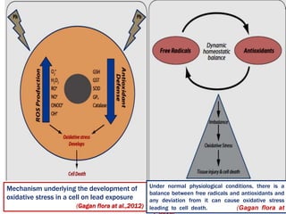 Mechanism underlying the development of
oxidative stress in a cell on lead exposure
(Gagan flora at al.,2012)
Under normal physiological conditions, there is a
balance between free radicals and antioxidants and
any deviation from it can cause oxidative stress
leading to cell death. (Gagan flora at
 