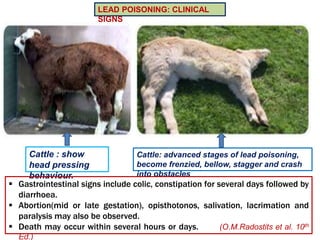 Cattle : show
head pressing
behaviour.
LEAD POISONING: CLINICAL
SIGNS
Cattle: advanced stages of lead poisoning,
become frenzied, bellow, stagger and crash
into obstacles
 Gastrointestinal signs include colic, constipation for several days followed by
diarrhoea.
 Abortion(mid or late gestation), opisthotonos, salivation, lacrimation and
paralysis may also be observed.
 Death may occur within several hours or days. (O.M.Radostits et al. 10th
Ed.)
 