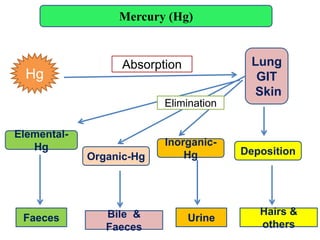 Mercury (Hg)
Hg
Lung
GIT
Skin
Absorption
Organic-Hg
Inorganic-
Hg Deposition
Bile &
Faeces
Urine
Hairs &
others
Elemental-
Hg
Faeces
Elimination
 