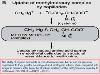 The ability of organic mercurials to cross the blood–brain barrier and the placenta
contributes to their greater neurological and teratogenic effects when compared with
inorganic mercury salts. Note the structural similarity of the methylmercury complex to
methionine, CH3SCH2CH2—CH(NH3 +)COO–.
 