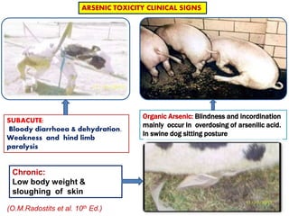 SUBACUTE:
Bloody diarrhoea & dehydration.
Weakness and hind limb
paralysis
Organic Arsenic: Blindness and incordination
mainly occur in overdosing of arsenilic acid.
In swine dog sitting posture
ARSENIC TOXICITY CLINICAL SIGNS
Chronic:
Low body weight &
sloughing of skin
(O.M.Radostits et al. 10th Ed.)
 