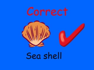 Correct
Sea shell
 