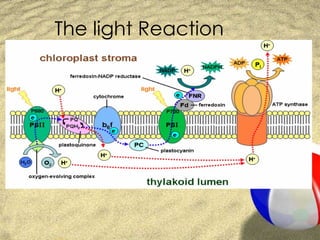 The light Reaction 