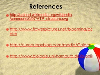 References http://upload. wikimedia .org/ wikipedia /commons/0/07/ATP_structure. svg http://www.flowerpictures.net/blooming/pages/plumeria_04-2. htm http://europuppyblog.com/media/Golden_Retrievers_Puppies_Print_C10091594.jpg http://www.biologie.uni-hamburg.de/b-online/e24/24.htm 