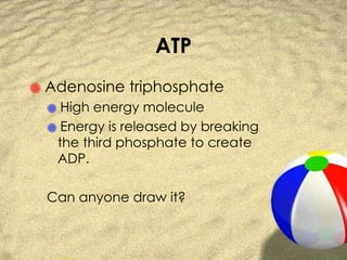 ATP Adenosine triphosphate High energy molecule Energy is released by breaking the third phosphate to create ADP. Can anyone draw it? 