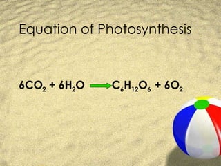 Equation of Photosynthesis 6CO 2  + 6H 2 O  C 6 H 12 O 6  + 6O 2 