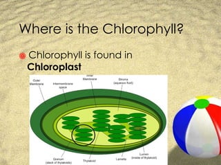 Where is the Chlorophyll? Chlorophyll is found in  Chloroplast 