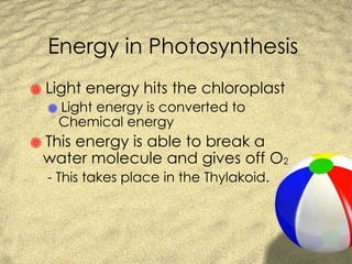 Energy in Photosynthesis Light energy hits the chloroplast Light energy is converted to Chemical energy This energy is able to break a water molecule and gives off O 2 - This takes place in the Thylakoid. 