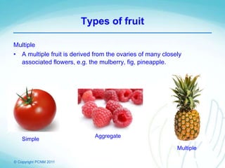 © Copyright PCNM 2011
Types of fruit
Multiple
• A multiple fruit is derived from the ovaries of many closely
associated flowers, e.g. the mulberry, fig, pineapple.
Simple
Aggregate
Multiple
 
