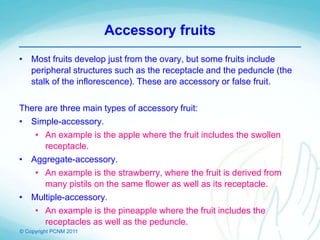 © Copyright PCNM 2011
Accessory fruits
• Most fruits develop just from the ovary, but some fruits include
peripheral structures such as the receptacle and the peduncle (the
stalk of the inflorescence). These are accessory or false fruit.
There are three main types of accessory fruit:
• Simple-accessory.
• An example is the apple where the fruit includes the swollen
receptacle.
• Aggregate-accessory.
• An example is the strawberry, where the fruit is derived from
many pistils on the same flower as well as its receptacle.
• Multiple-accessory.
• An example is the pineapple where the fruit includes the
receptacles as well as the peduncle.
 