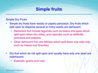© Copyright PCNM 2011
Simple fruits
Simple Dry Fruits
• Simple dry fruits have woody or papery pericarps. Dry fruits which
split open to disperse several or many seeds are dehiscent.
• Dehiscent fruit include legumes such as beans and peas which
split open down two sides, and capsules such as daffodils,
portulaca and poppies.
• Other dehiscent fruit are follicles which split down one side only,
such as Hakea and Grevillea.
• Dry fruit which do not split open and usually have only one seed are
indehiscent.
• Example: grains and nuts.
 