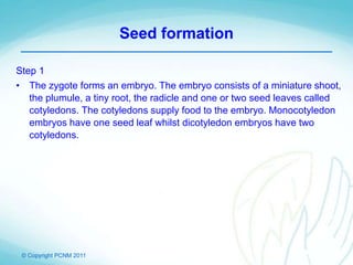 © Copyright PCNM 2011
Seed formation
Step 1
• The zygote forms an embryo. The embryo consists of a miniature shoot,
the plumule, a tiny root, the radicle and one or two seed leaves called
cotyledons. The cotyledons supply food to the embryo. Monocotyledon
embryos have one seed leaf whilst dicotyledon embryos have two
cotyledons.
 