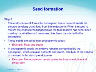 © Copyright PCNM 2011
Seed formation
Step 2
• The endosperm cell forms the endosperm tissue. In most seeds the
embryo develops using food from the endosperm. When the seed is
mature the endosperm disappears as the food reserve has either been
used up, or what has not been used has been transferred to the
cotyledons.
• These seeds are called non-endospermic seeds.
• Example: Peas and beans
• In endospermic seeds the embryo remains surrounded by the
endosperm, which contains nutrients and starch. The bulk of the volume
of the seed is the starchy endosperm.
• Example: Monocotyledon cereal grains such as wheat, rice and
sweet corn
 