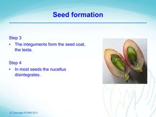 © Copyright PCNM 2011
Seed formation
Step 3
• The integuments form the seed coat,
the testa.
Step 4
• In most seeds the nucellus
disintegrates.
 
