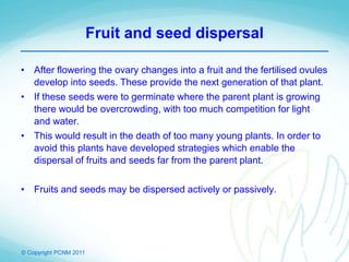 © Copyright PCNM 2011
Fruit and seed dispersal
• After flowering the ovary changes into a fruit and the fertilised ovules
develop into seeds. These provide the next generation of that plant.
• If these seeds were to germinate where the parent plant is growing
there would be overcrowding, with too much competition for light
and water.
• This would result in the death of too many young plants. In order to
avoid this plants have developed strategies which enable the
dispersal of fruits and seeds far from the parent plant.
• Fruits and seeds may be dispersed actively or passively.
 