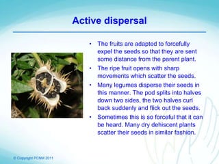 © Copyright PCNM 2011
Active dispersal
• The fruits are adapted to forcefully
expel the seeds so that they are sent
some distance from the parent plant.
• The ripe fruit opens with sharp
movements which scatter the seeds.
• Many legumes disperse their seeds in
this manner. The pod splits into halves
down two sides, the two halves curl
back suddenly and flick out the seeds.
• Sometimes this is so forceful that it can
be heard. Many dry dehiscent plants
scatter their seeds in similar fashion.
 