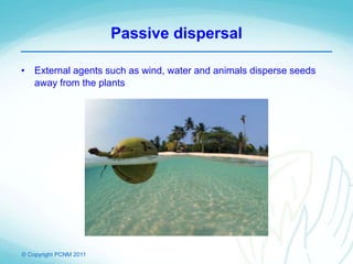 © Copyright PCNM 2011
Passive dispersal
• External agents such as wind, water and animals disperse seeds
away from the plants
 