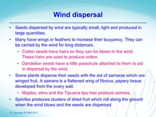 © Copyright PCNM 2011
Wind dispersal
• Seeds dispersed by wind are typically small, light and produced in
large quantities.
• Many have wings or feathers to increase their buoyancy. They can
be carried by the wind for long distances.
• Cotton seeds have hairs so they can be blown in the wind.
These hairs are used to produce cotton.
• Dandelion seeds have a little parachute attached to them to aid
in dispersal by the wind.
• Some plants disperse their seeds with the aid of samaras which are
winged fruit. A samara is a flattened wing of fibrous, papery tissue
developed from the ovary wall.
• Maples, elms and the Tipuana tipu tree produce samara.
• Spinifex produces clusters of dried fruit which roll along the ground
when the wind blows and the seeds are dispersed
 