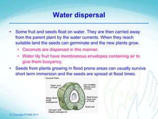 © Copyright PCNM 2011
Water dispersal
• Some fruit and seeds float on water. They are then carried away
from the parent plant by the water currents. When they reach
suitable land the seeds can germinate and the new plants grow.
• Coconuts are dispersed in this manner.
• Water lily fruit have membranous envelopes containing air to
give them buoyancy.
• Seeds from plants growing in flood prone areas can usually survive
short term immersion and the seeds are spread at flood times.
 