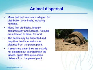 © Copyright PCNM 2011
Animal dispersal
• Many fruit and seeds are adapted for
distribution by animals, including
humans.
• Many fruit are fleshy, brightly
coloured juicy and scented. Animals
are attracted to them for food.
• The seeds may be discarded and
may thus be dispersed some
distance from the parent plant.
• If seeds are eaten they are usually
not digested but excreted with the
faeces, again often quite some
distance from the parent plant.
 