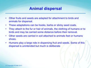 © Copyright PCNM 2011
Animal dispersal
• Other fruits and seeds are adapted for attachment to birds and
animals for dispersal.
• These adaptations can be hooks, barbs or sticky seed coats.
• They attach to the fur or hair of animals, the clothing of humans or to
birds and may be carried some distance before their removal.
• Other seeds are carried in soil attached to animals feet or humans
shoes.
• Humans play a large role in dispersing fruit and seeds. Some of this
dispersal is unintended but much is deliberate
 