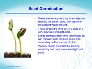 © Copyright PCNM 2011
Seed Germination
• Seeds are usually very dry when they are
shed by the parent plant, with less than
ten percent water content.
• These seeds are alive but in a state of a
very slow rate of metabolism.
• Seeds cannot remain alive indefinitely but
can remain viable for quite some time,
depending on the species of plant.
• Viability can be extended by keeping
seeds dry and cool, away from light and
pests.
 