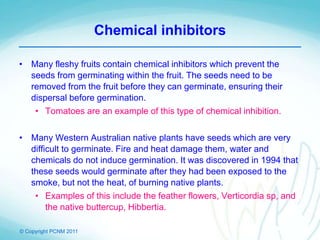 © Copyright PCNM 2011
Chemical inhibitors
• Many fleshy fruits contain chemical inhibitors which prevent the
seeds from germinating within the fruit. The seeds need to be
removed from the fruit before they can germinate, ensuring their
dispersal before germination.
• Tomatoes are an example of this type of chemical inhibition.
• Many Western Australian native plants have seeds which are very
difficult to germinate. Fire and heat damage them, water and
chemicals do not induce germination. It was discovered in 1994 that
these seeds would germinate after they had been exposed to the
smoke, but not the heat, of burning native plants.
• Examples of this include the feather flowers, Verticordia sp, and
the native buttercup, Hibbertia.
 