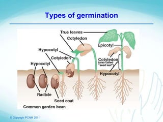© Copyright PCNM 2011
Types of germination
 