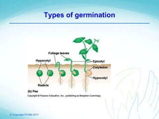 © Copyright PCNM 2011
Types of germination
 