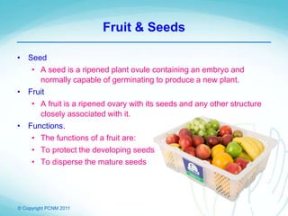 © Copyright PCNM 2011
Fruit & Seeds
• Seed
• A seed is a ripened plant ovule containing an embryo and
normally capable of germinating to produce a new plant.
• Fruit
• A fruit is a ripened ovary with its seeds and any other structure
closely associated with it.
• Functions.
• The functions of a fruit are:
• To protect the developing seeds
• To disperse the mature seeds
 