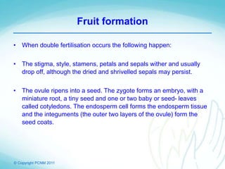 © Copyright PCNM 2011
Fruit formation
• When double fertilisation occurs the following happen:
• The stigma, style, stamens, petals and sepals wither and usually
drop off, although the dried and shrivelled sepals may persist.
• The ovule ripens into a seed. The zygote forms an embryo, with a
miniature root, a tiny seed and one or two baby or seed- leaves
called cotyledons. The endosperm cell forms the endosperm tissue
and the integuments (the outer two layers of the ovule) form the
seed coats.
 